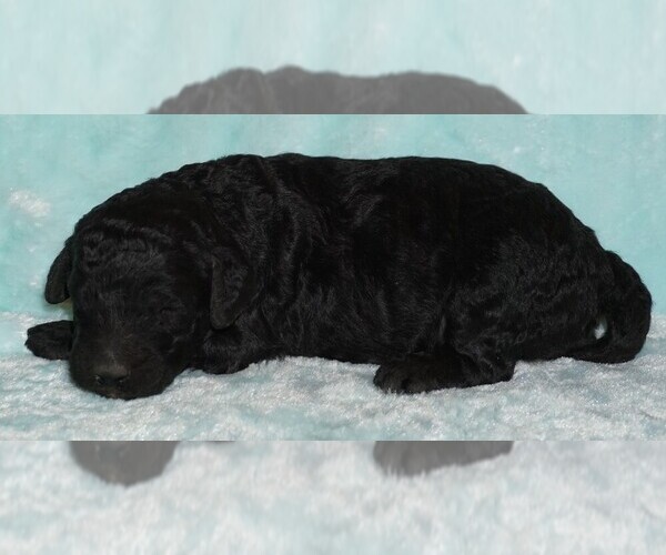 Medium Photo #1 Labradoodle Puppy For Sale in LA HABRA, CA, USA
