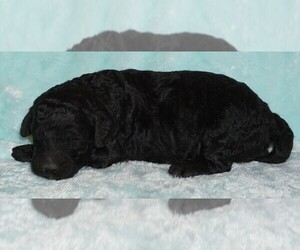 Labradoodle Puppy for sale in LA HABRA, CA, USA