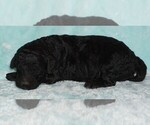Image preview for Ad Listing. Nickname: black