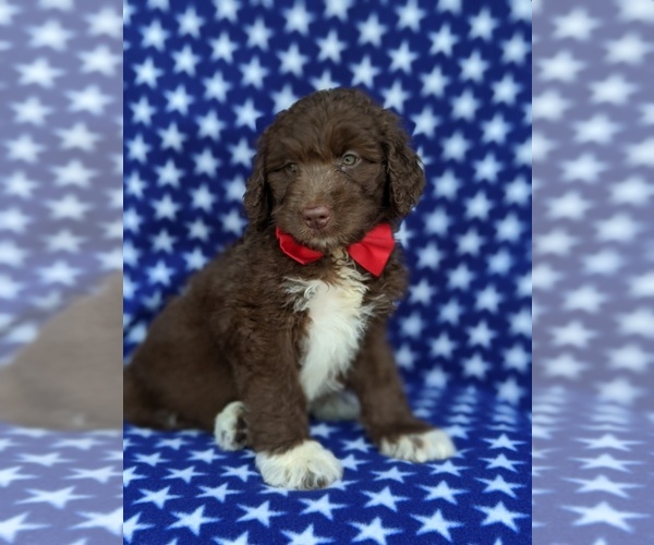 Medium Photo #5 Aussiedoodle Puppy For Sale in PORT DEPOSIT, MD, USA