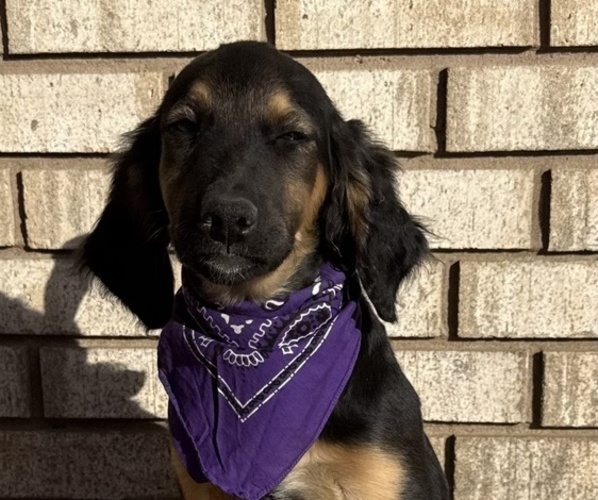 Medium Photo #1 Golden Mountain Doodle Puppy For Sale in TULSA, OK, USA