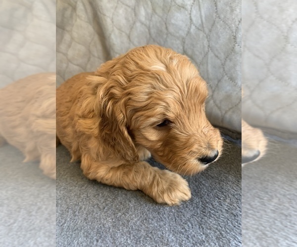 Medium Photo #2 Goldendoodle Puppy For Sale in CALIMESA, CA, USA