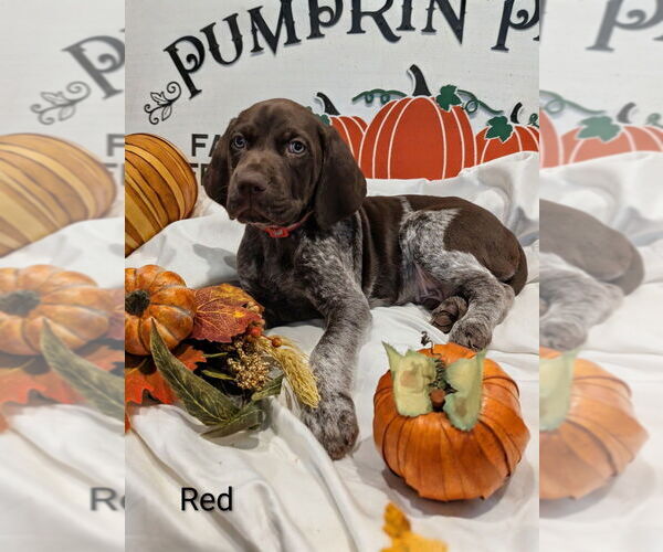 Medium Photo #2 German Shorthaired Pointer Puppy For Sale in CABOT, AR, USA