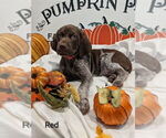 Small Photo #12 German Shorthaired Pointer Puppy For Sale in CABOT, AR, USA