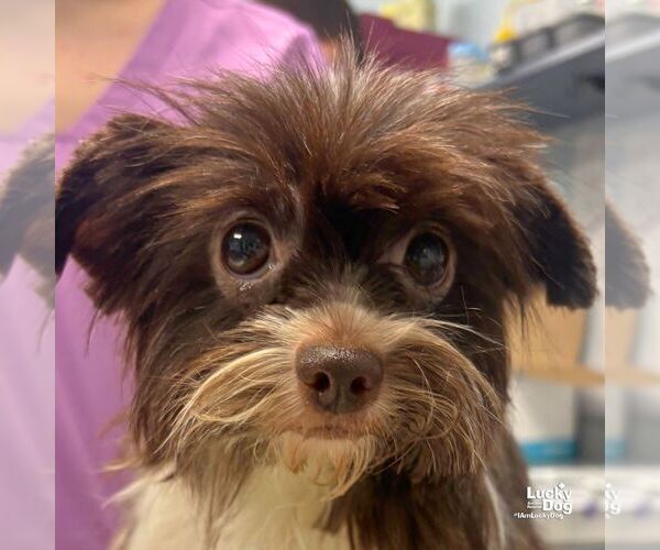 Medium Photo #2 Mutt Puppy For Sale in Washington, DC, USA