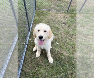 Goldendoodle Puppy for sale in PICKENS, SC, USA