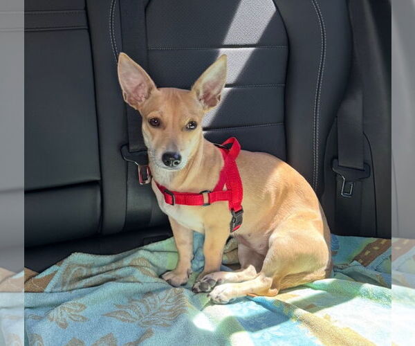 Medium Photo #5 Dachshund-Unknown Mix Puppy For Sale in Weston, FL, USA