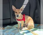 Small #4 Dachshund Mix