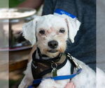 Small #2 Maltese Mix