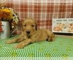 Puppy Rocket Golden Retriever