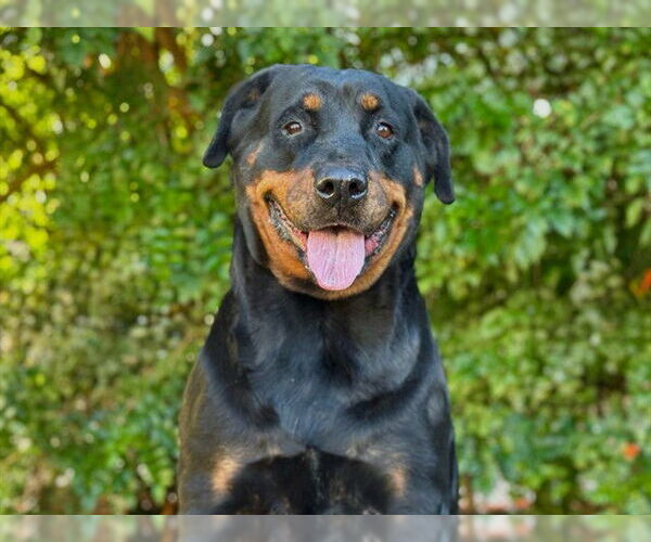 Medium Photo #2 Rottweiler Puppy For Sale in Tavares, FL, USA