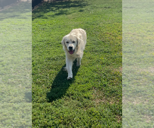 Father of the English Cream Golden Retriever-Golden Retriever Mix puppies born on 07/20/2026