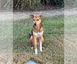 Small Photo #3 German Shepherd Dog-Unknown Mix Puppy For Sale in Rockwall, TX, USA