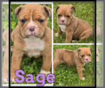 Image preview for Ad Listing. Nickname: Sage