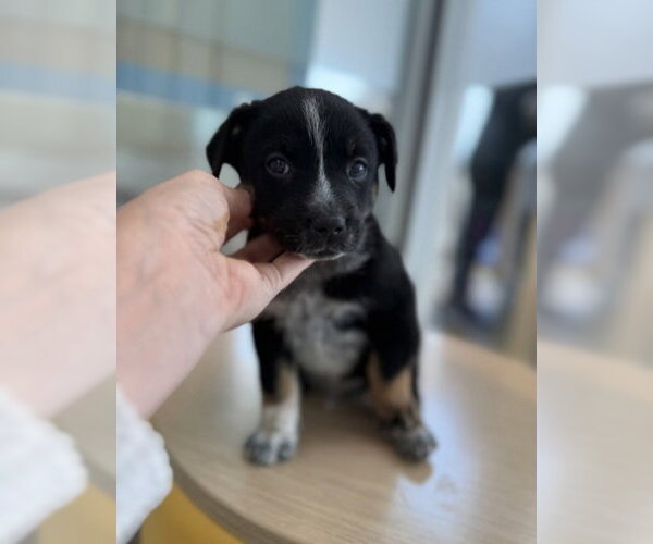 Medium Photo #9 Mutt Puppy For Sale in Sebec, ME, USA