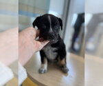 Small #8 Mutt