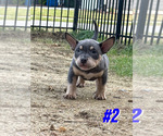 Puppy Puppy 2 American Bully