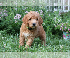 Medium Goldendoodle