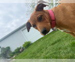 Small #3 Labrador Retriever Mix