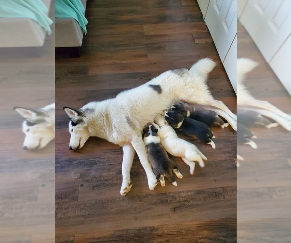 Medium Photo #22 Siberian Husky Puppy For Sale in BROOKSVILLE, FL, USA
