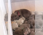 Small Photo #29 Labrador Retriever Puppy For Sale in SIMI VALLEY, CA, USA