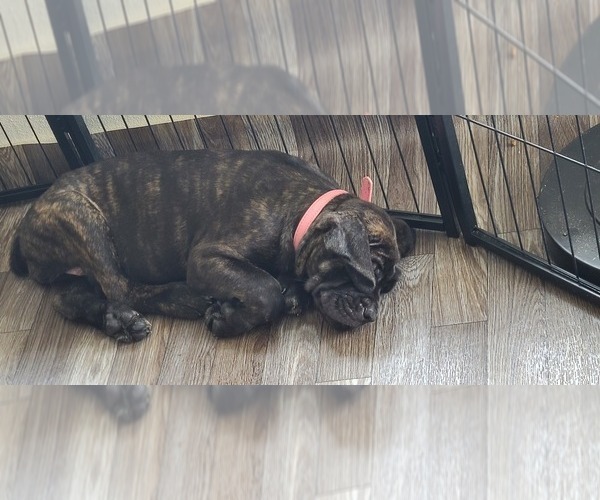Medium Photo #18 Cane Corso Puppy For Sale in PORTLAND, OR, USA