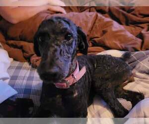 Mother of the Goldendoodle puppies born on 08/03/2023