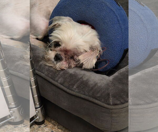 Medium Photo #3 Shih Tzu Puppy For Sale in Spring, TX, USA