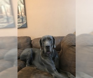 Father of the Great Dane puppies born on 07/26/2019