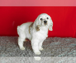 Small Photo #4 Cocker Spaniel Puppy For Sale in NAPPANEE, IN, USA