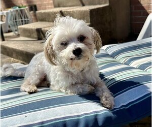 Maltese-Unknown Mix Dogs for adoption in Rockaway, NJ, USA