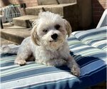 Small Photo #1 Maltese-Unknown Mix Puppy For Sale in Rockaway, NJ, USA