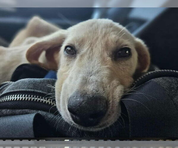 Medium Photo #2 Labrador Retriever-Unknown Mix Puppy For Sale in Sheboygan, WI, USA