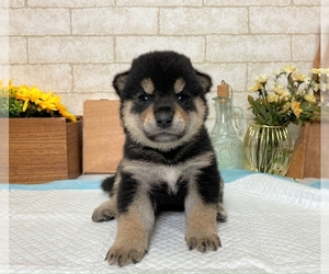 Shiba Inu Puppy for sale in MANHATTAN, NY, USA