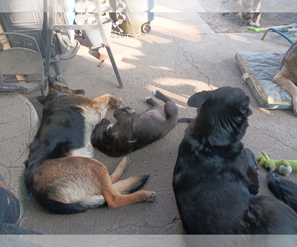 Medium Photo #2 Shepradors Puppy For Sale in ORCHARDS, WA, USA