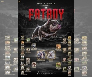 Father of the American Bully puppies born on 07/07/2025