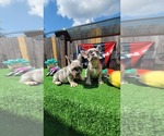 Image preview for Ad Listing. Nickname: Merle Frenchie