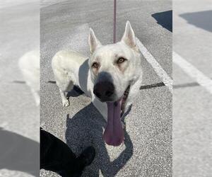 German Shepherd Dog Dogs for adoption in Houston, TX, USA