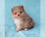 Small #10 Pomeranian