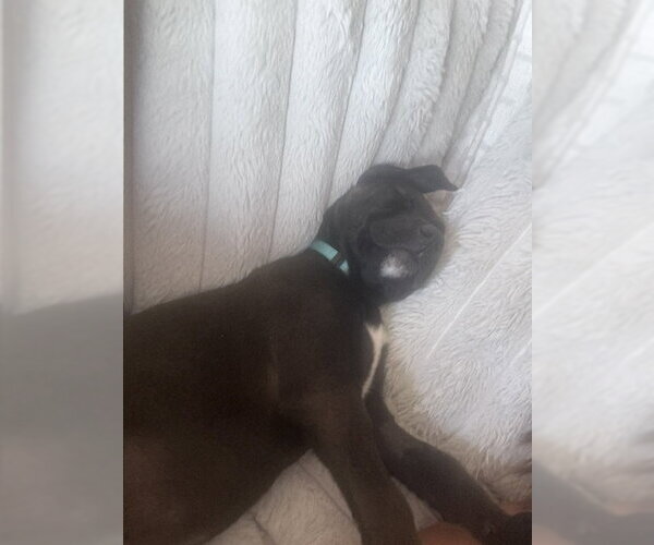 Medium Photo #9 Mutt Puppy For Sale in Sandy, UT, USA