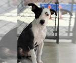 OLLIE - Male Mutt Dog for Adoption - Small photo