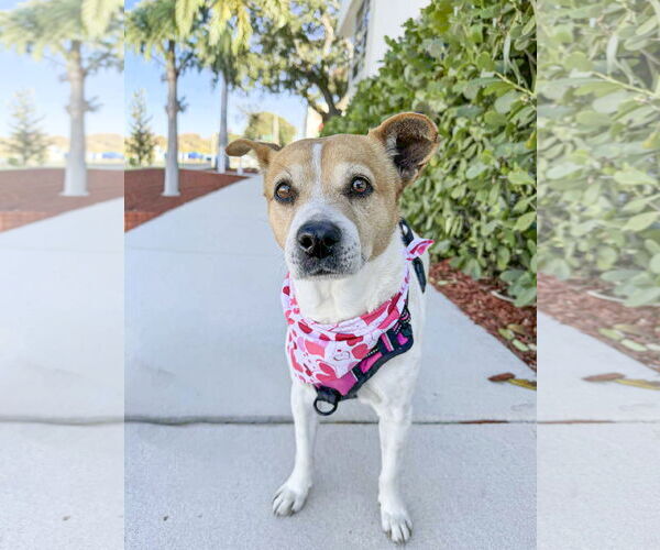 Medium Photo #2 Beagle-Unknown Mix Puppy For Sale in Tampa, FL, USA