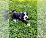 Small #3 Bernedoodle