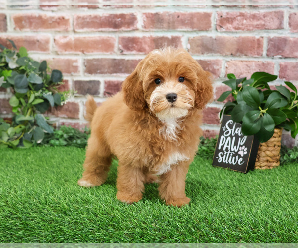 Medium Photo #7 Cavapoo (Miniature) Puppy For Sale in SYRACUSE, IN, USA