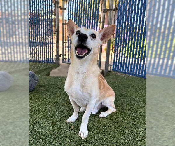 Medium Photo #4 Mutt Puppy For Sale in Chula Vista, CA, USA