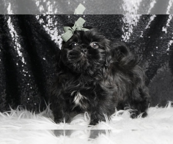 Medium Photo #6 Shih Tzu Puppy For Sale in WARSAW, IN, USA