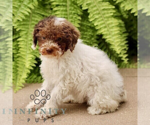Medium Photo #4 Poodle (Miniature) Puppy For Sale in GORDONVILLE, PA, USA