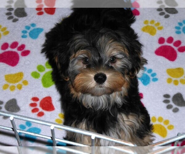Medium Photo #4 Havashire Puppy For Sale in ORO VALLEY, AZ, USA