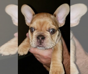 French Bulldog Puppy for sale in NORCO, CA, USA