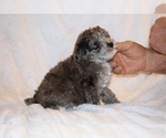 Small #11 Poodle (Toy)